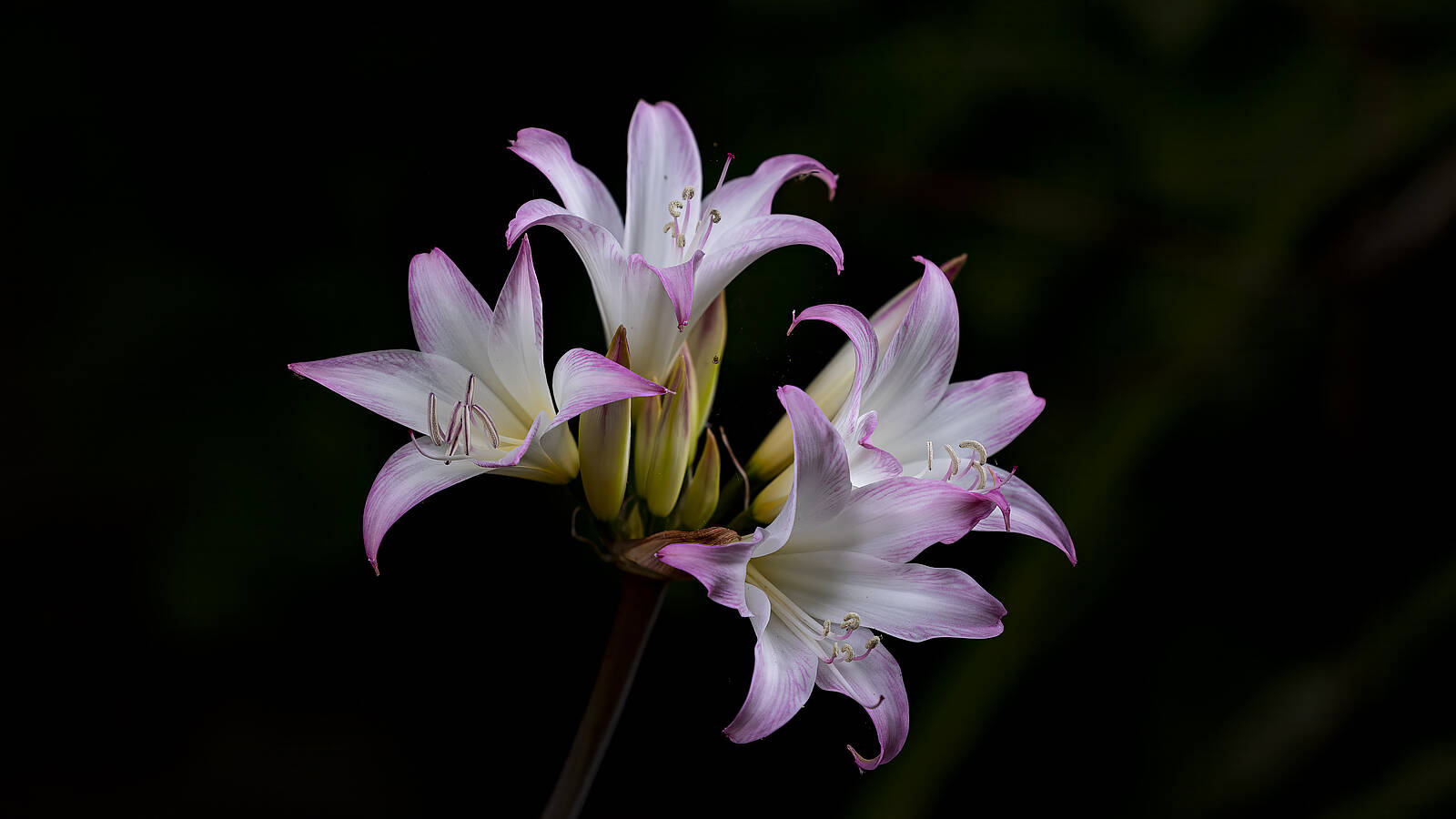 Blume © HiltrudSchwarzer Blume © HiltrudSchwarzer